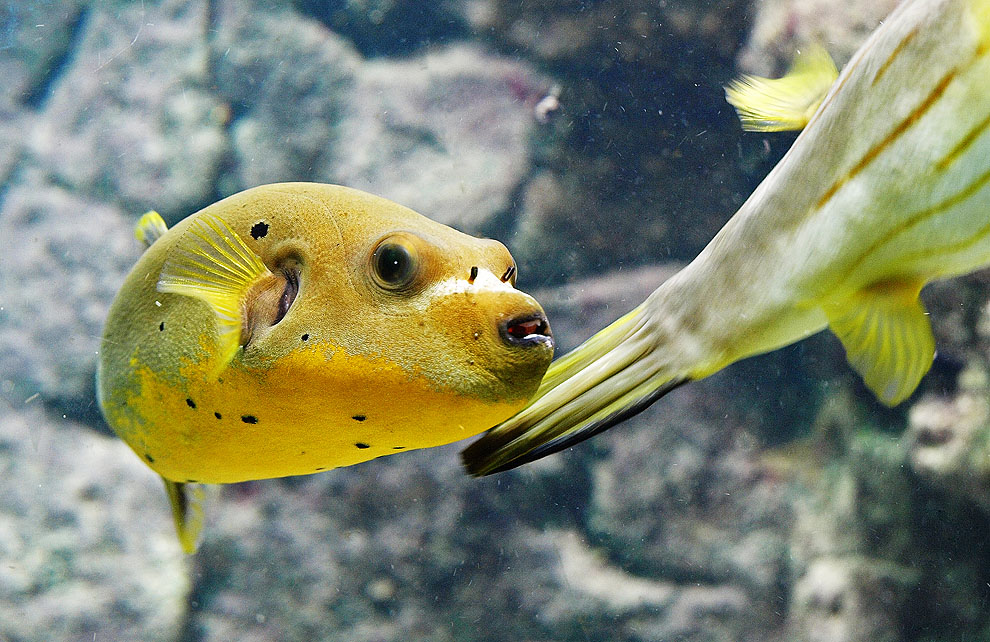 photo "In The Aquarium" tags: nature, macro and close-up, 