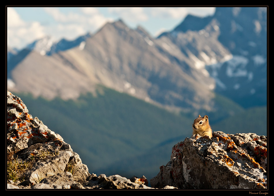 photo "the king of the world" tags: , 