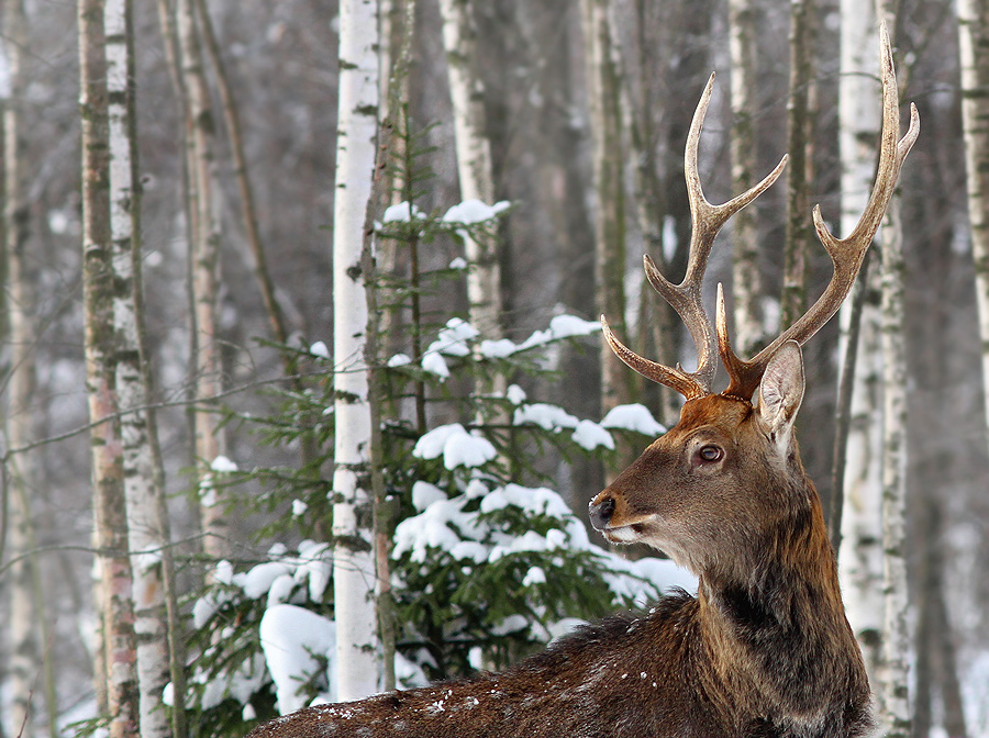 photo "***" tags: nature, wild animals