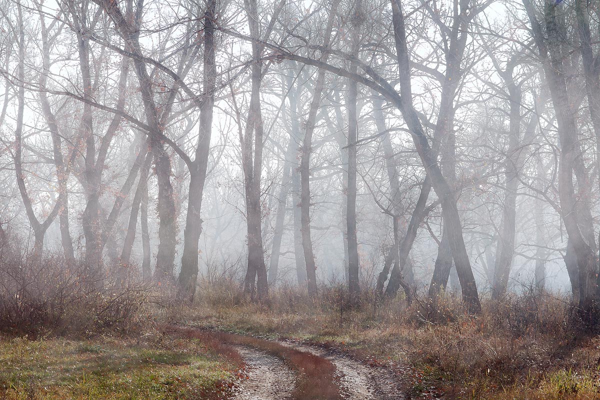 photo "***" tags: landscape, autumn, forest