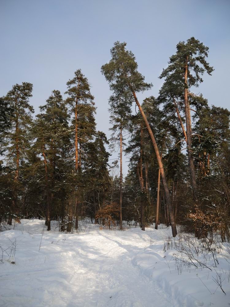 фото "Вечернее солнце" метки: пейзаж, зима, лес