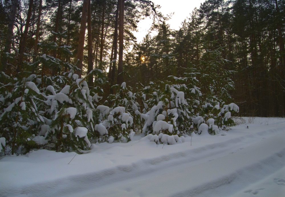 фото "Закат в лесу" метки: пейзаж, зима, лес