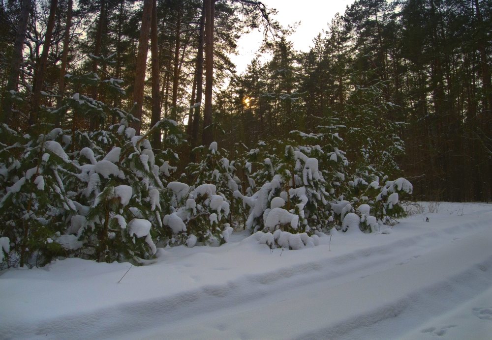 photo "***" tags: landscape, forest, winter