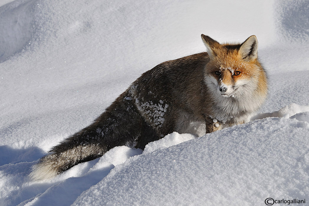 photo "Red fox" tags: nature, wild animals