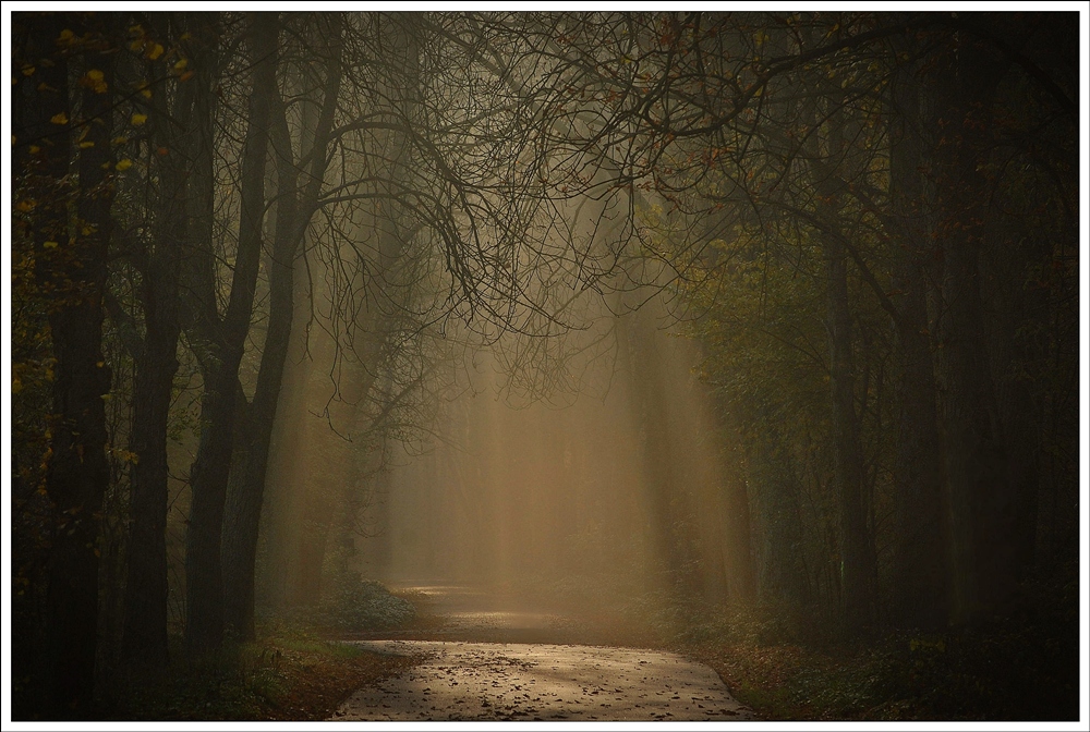 photo "*" tags: landscape, forest