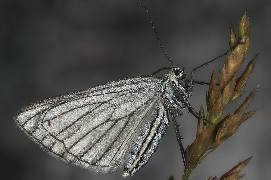 photo "***" tags: nature, macro and close-up, insect
