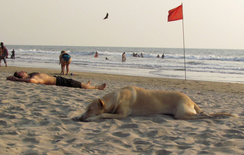 фото "пляжный пес" метки: , 
