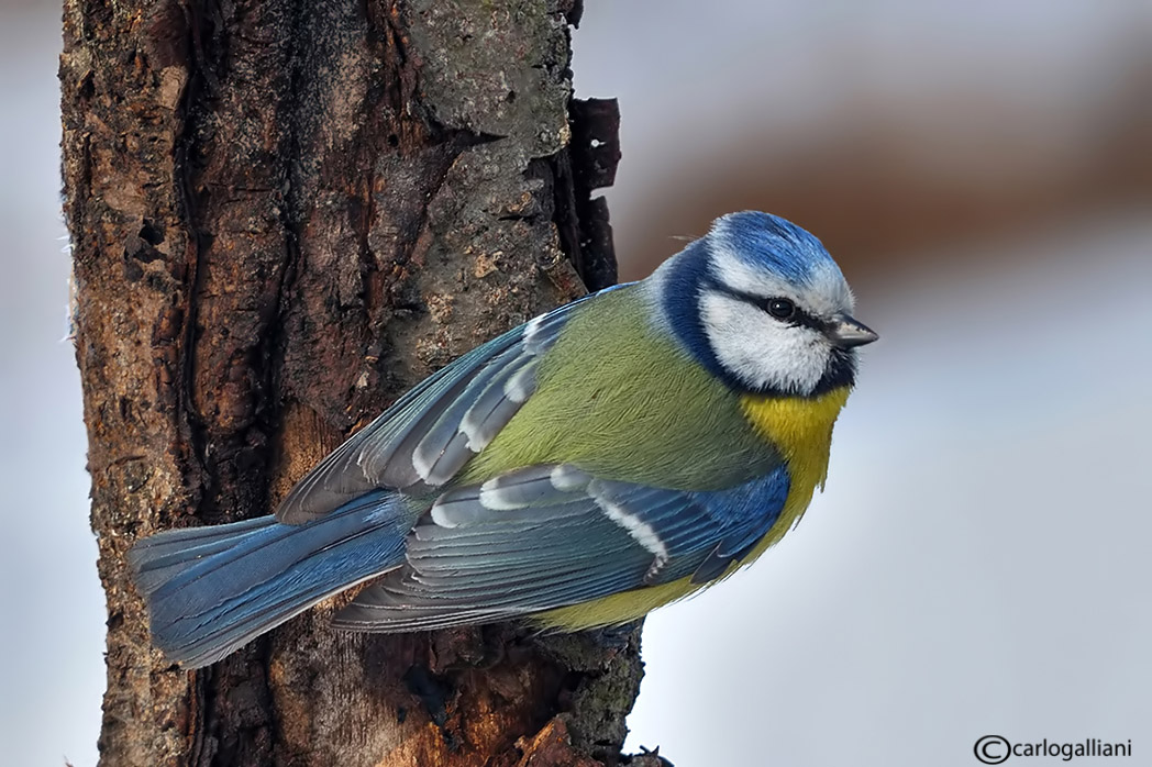 фото "Blue tit" метки: природа, дикие животные