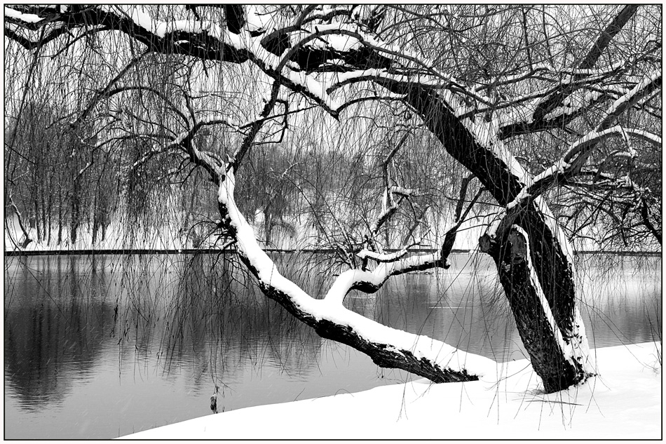 photo "***" tags: landscape, black&white, Bucharest, lake, parks, trees, winter