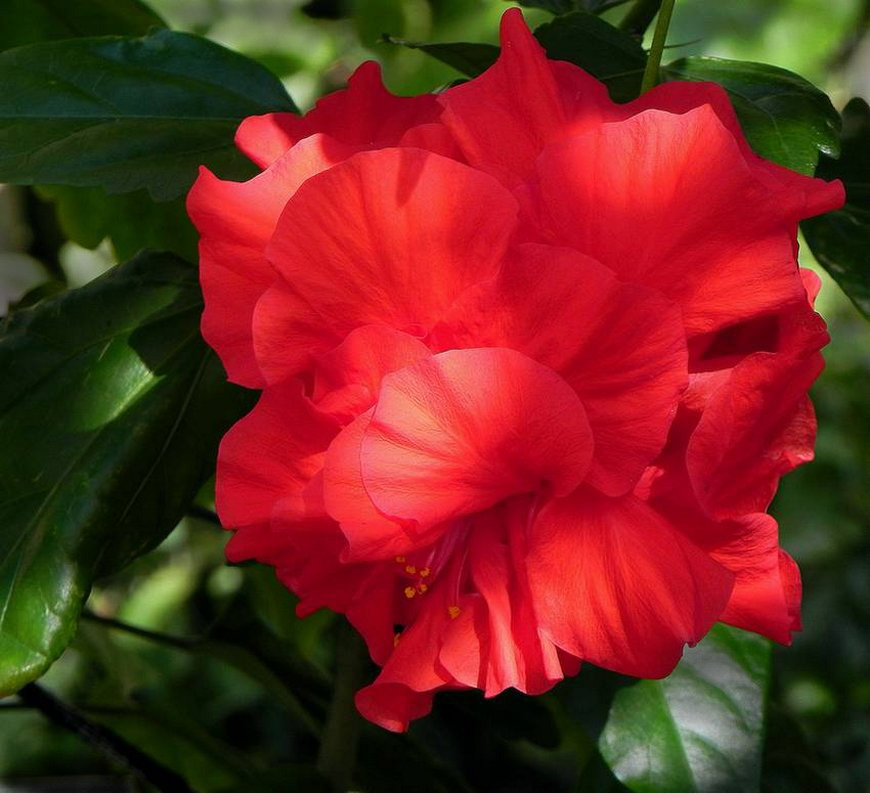 Родовое название китайской розы 8 букв. Гибискус Розан.