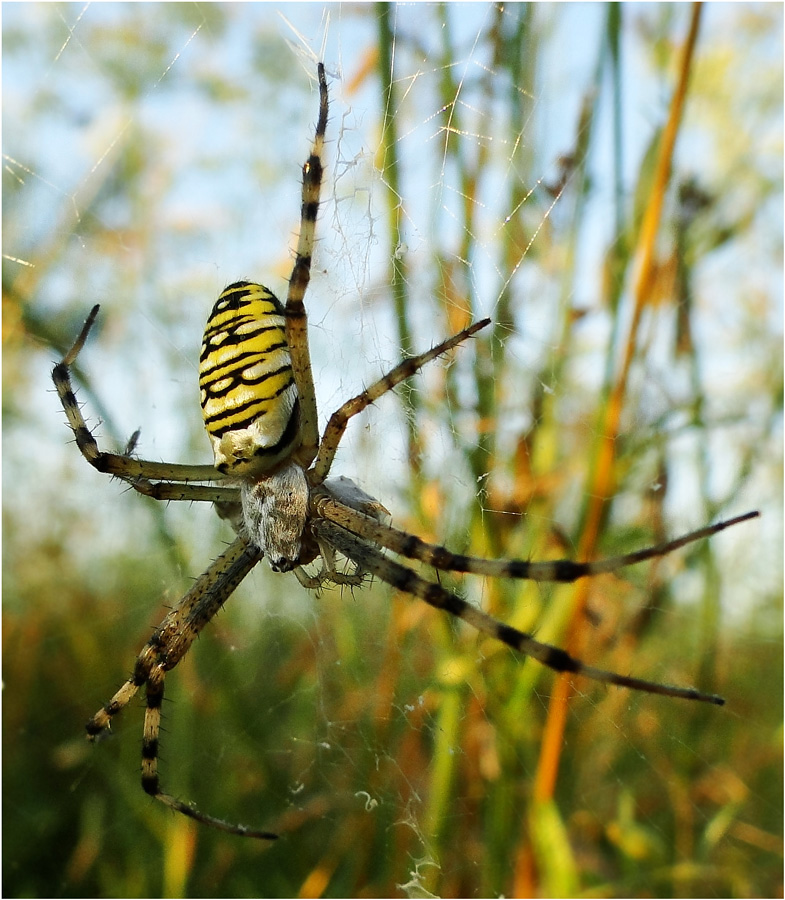 photo "***" tags: macro and close-up, nature, insect, spider