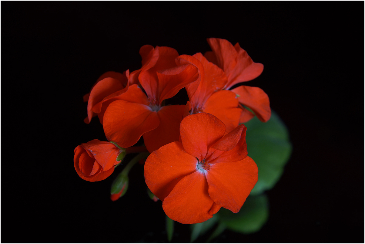 photo "Pelargonium" tags: nature, flowers