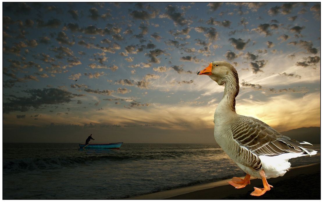 photo "Romantic Goose And Fisherman" tags: , 