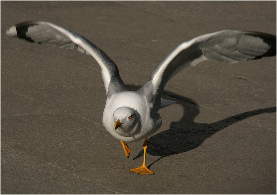 photo "Remove the chassis" tags: nature, wild animals