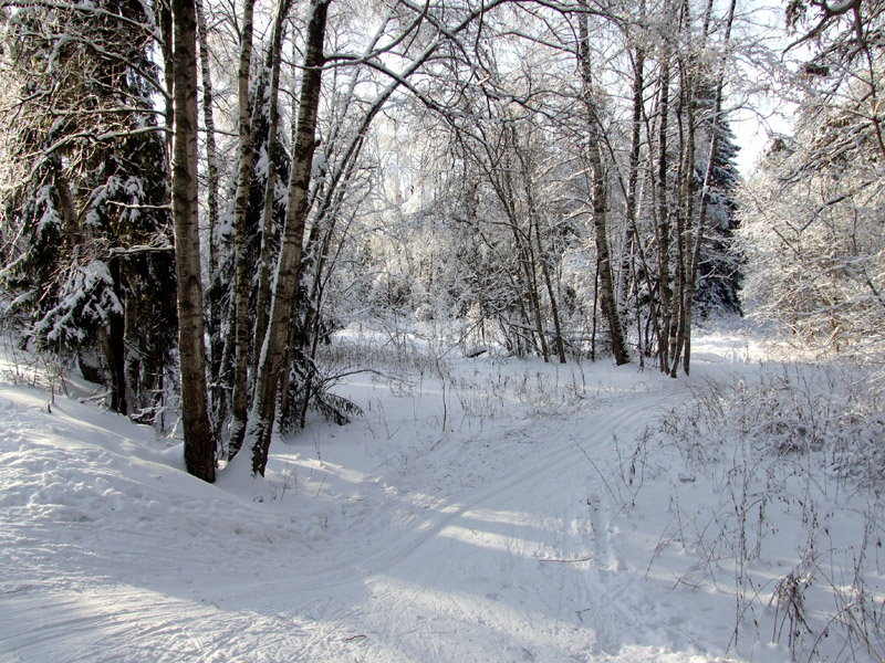фото "На лыжной прогулке" метки: пейзаж, зима, лес