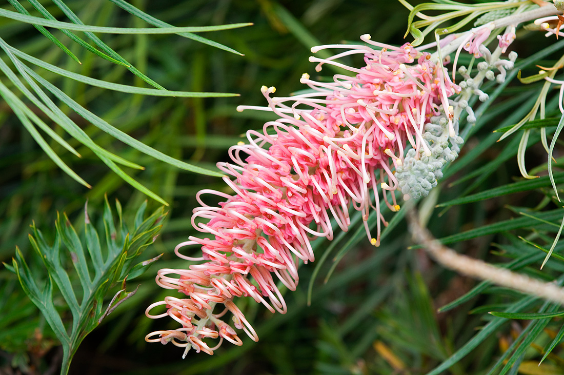 photo "Curly" tags: nature, flowers