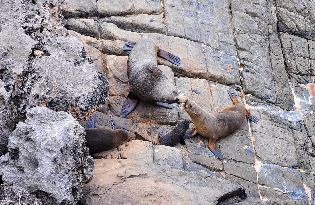 photo "Happy Family" tags: nature, wild animals
