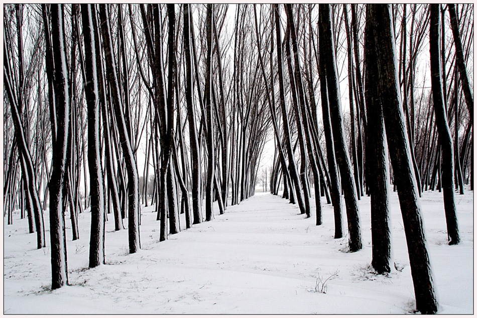 photo "Winter Graphics" tags: landscape, nature, black&white, forest, snow, tree, winter