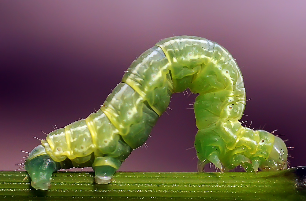 photo "макро гусеница" tags: macro and close-up, nature, insect