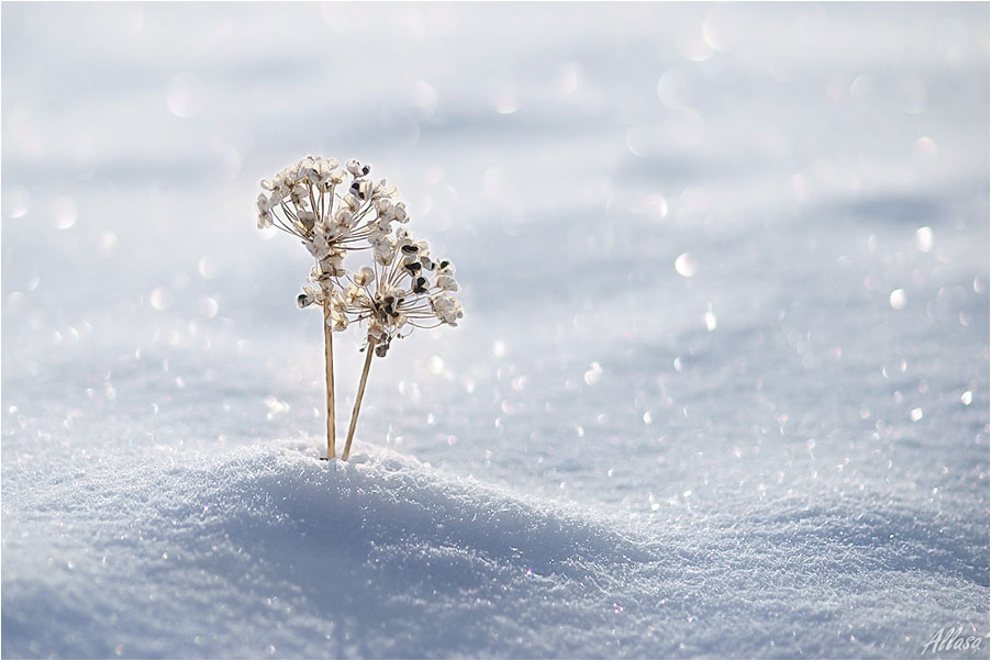 photo "***" tags: landscape, nature, flowers, winter