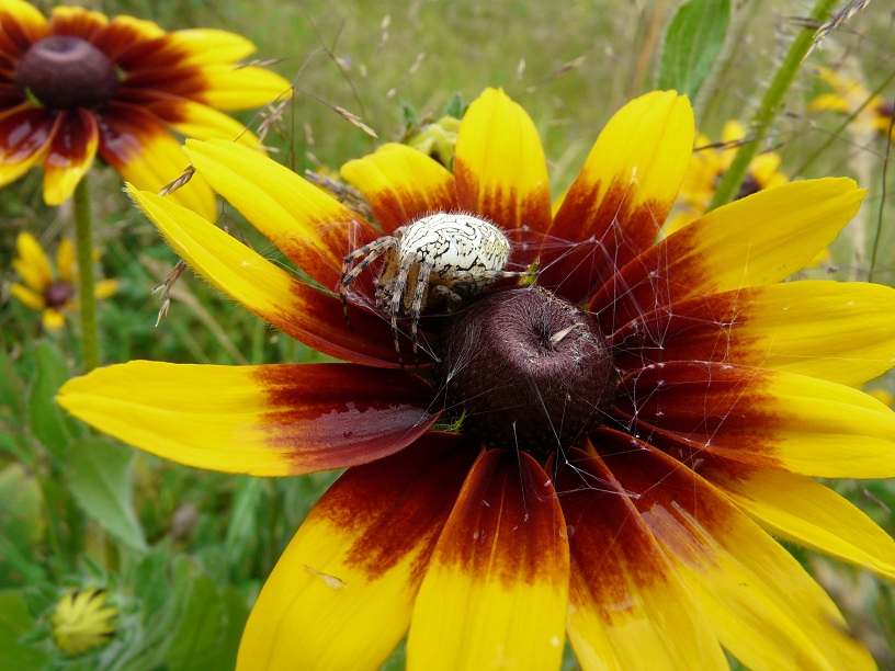 photo "***" tags: nature, macro and close-up, flowers, insect