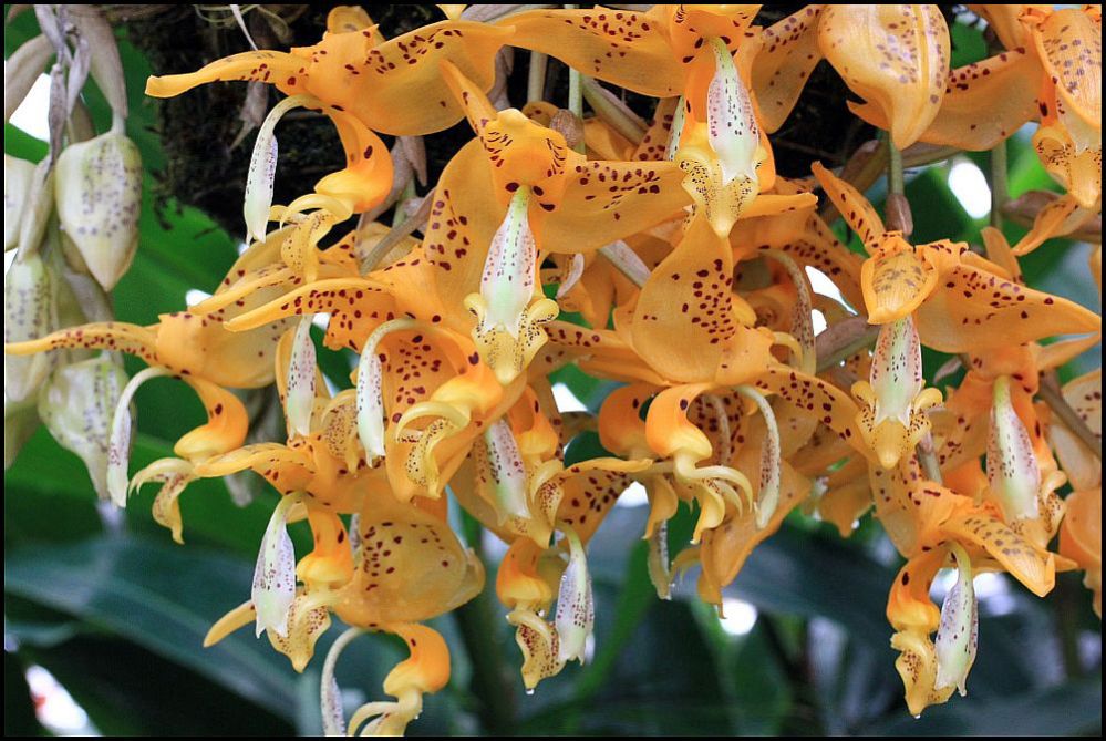 photo "Orchid.Stanhopea jenischiana Flowers & Buds." tags: nature, flowers
