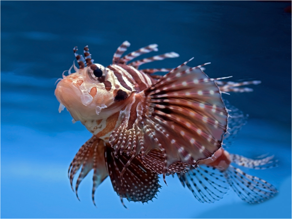 photo "Pterois" tags: nature, underwater, wild animals