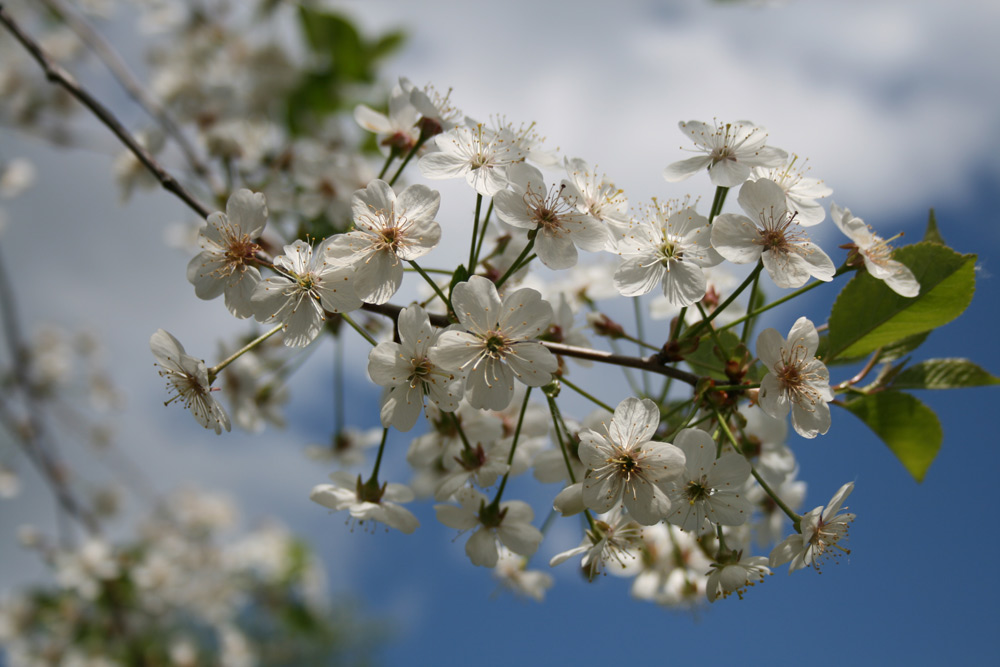 photo "***" tags: landscape, spring