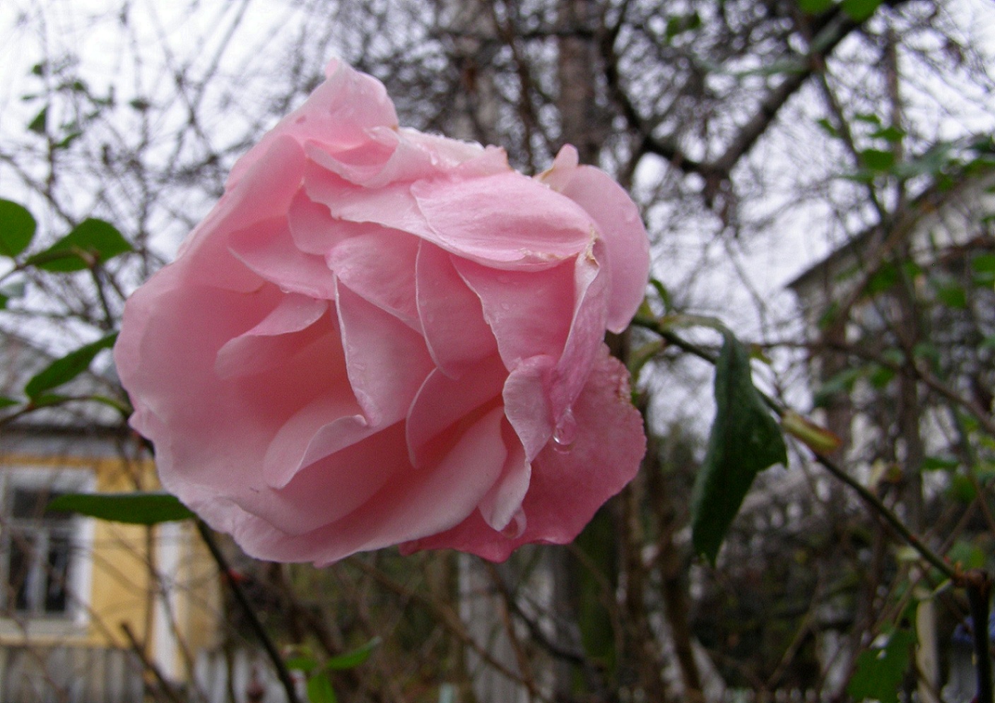 фото "5 января, Абхазия" метки: природа, цветы
