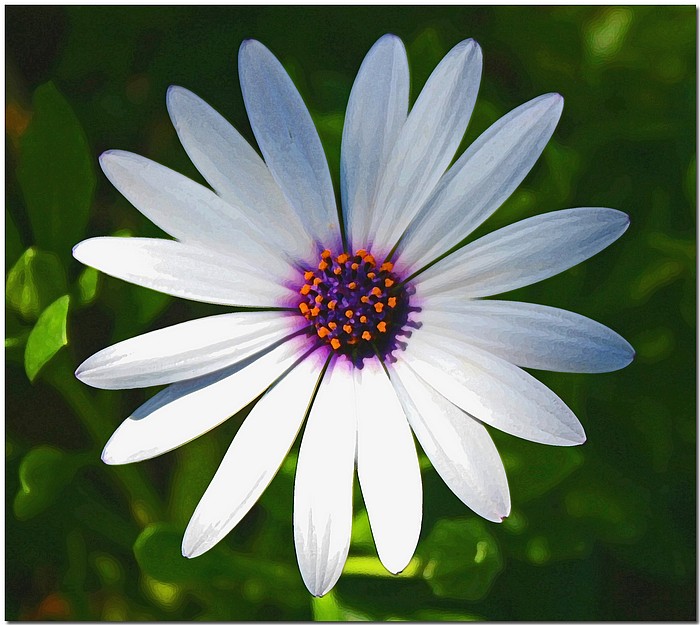 фото "Daisy Do" метки: природа, макро и крупный план, цветы