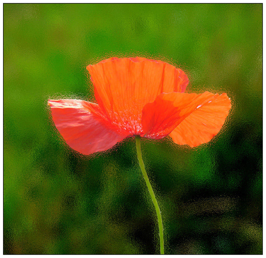 photo "Poppy Through Glass" tags: , 