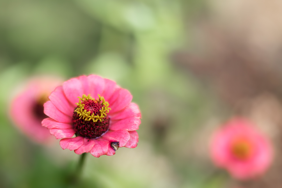 photo "***" tags: macro and close-up, 