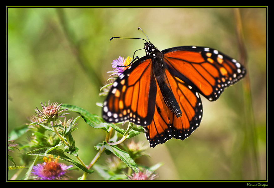 фото "the monarch" метки: природа, насекомое