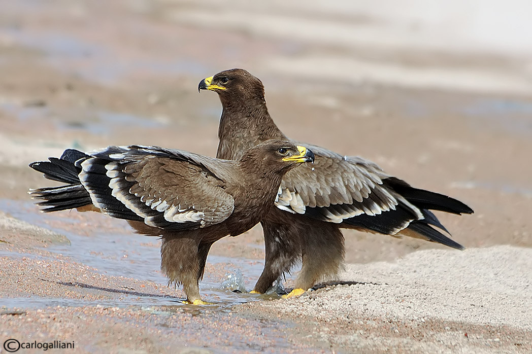 фото "Steppe eagle" метки: природа, дикие животные