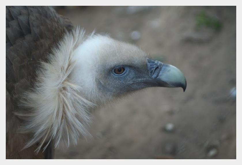 фото "Vulture" метки: природа, дикие животные