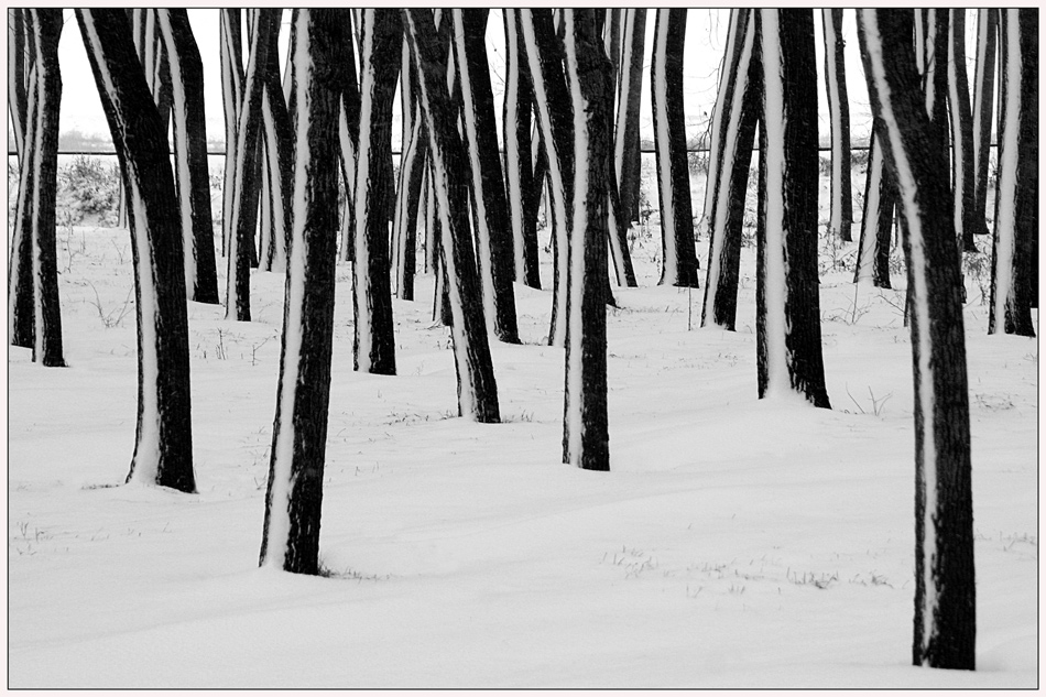 photo "Trunks in the snow" tags: landscape, black&white, forest, snow, tree, winter