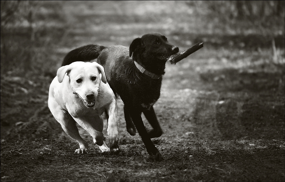 photo "***" tags: nature, pets/farm animals