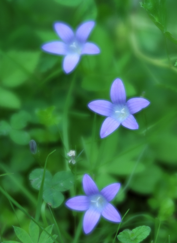 photo "***" tags: nature, flowers