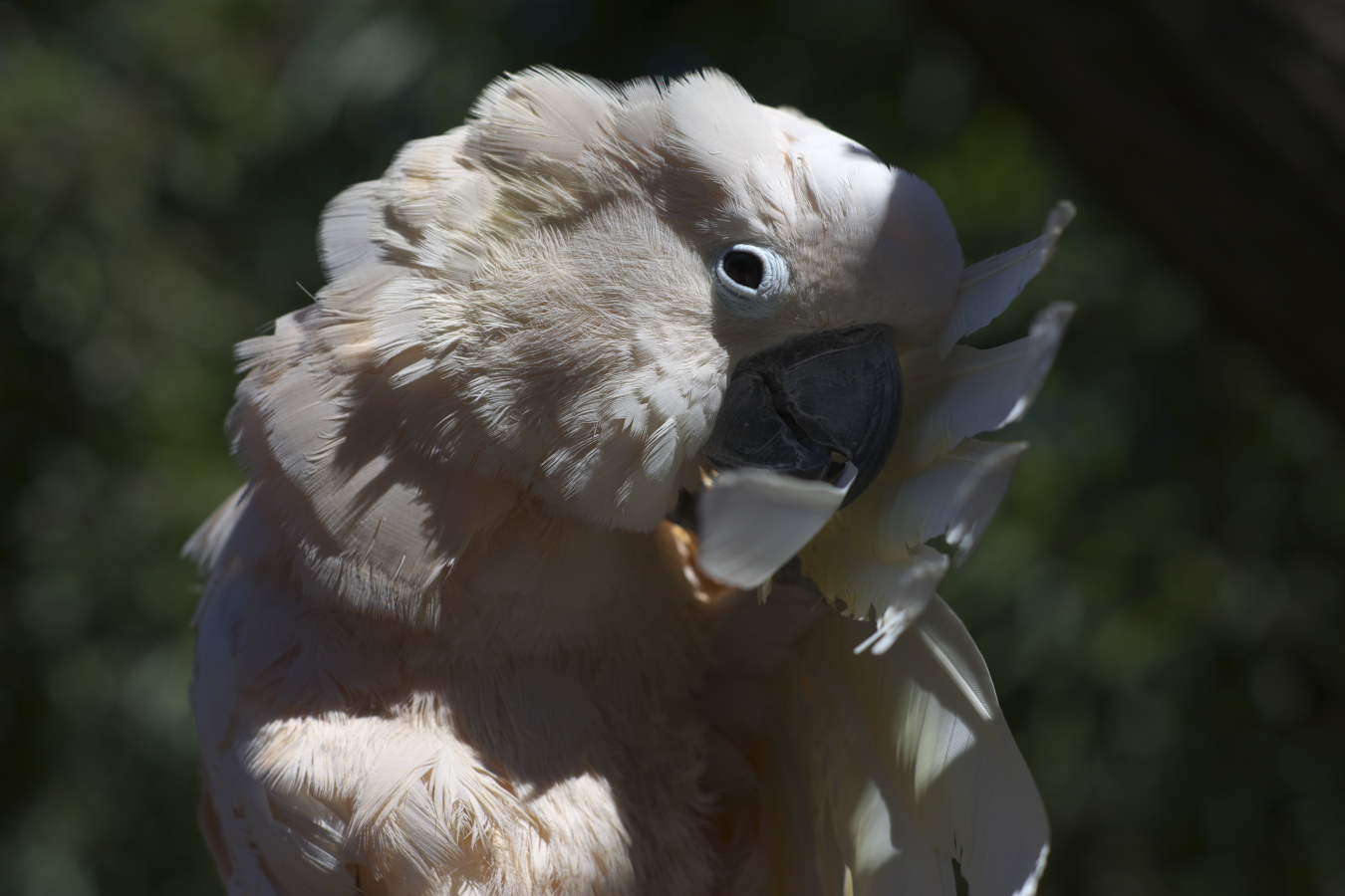 фото "the prophet bird" метки: , 