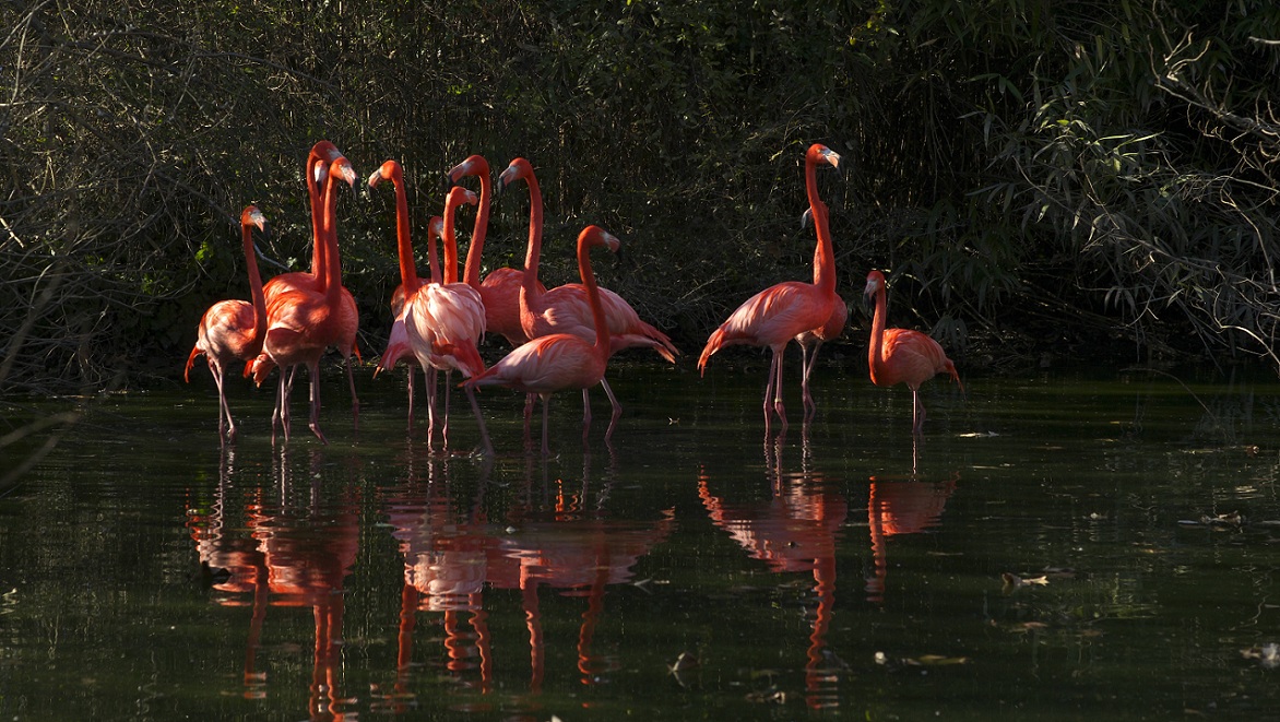 photo "world of red" tags: nature, wild animals