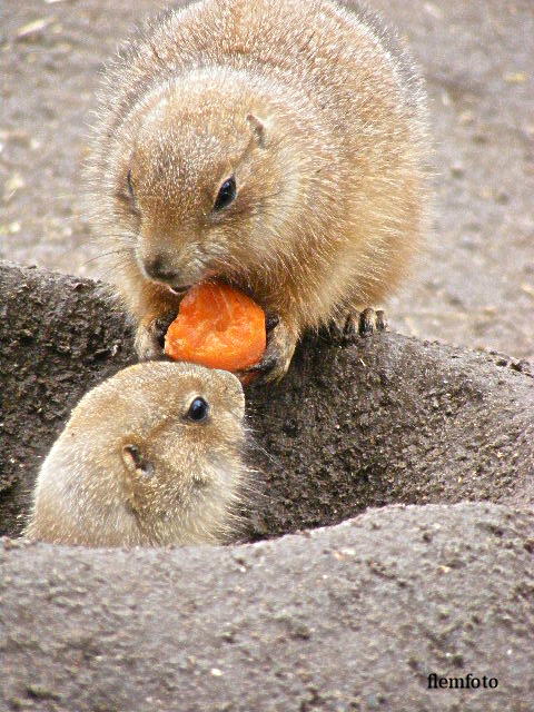 photo "Lunch" tags: nature, 