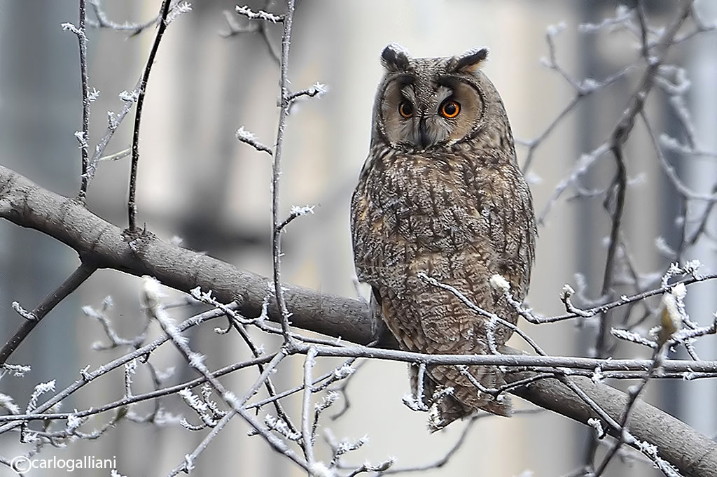 photo "Short-eared Owl" tags: , 