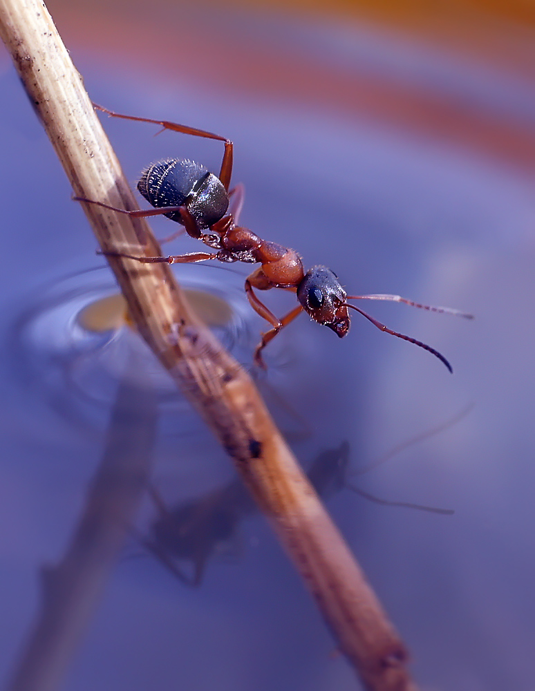 photo "макро муравей" tags: macro and close-up, nature, insect