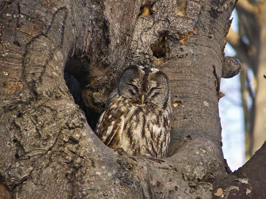 photo "***" tags: nature, wild animals