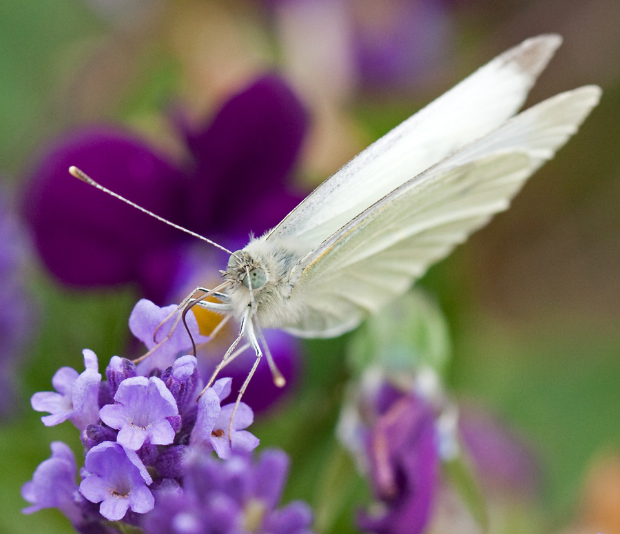 photo "***" tags: nature, macro and close-up, insect