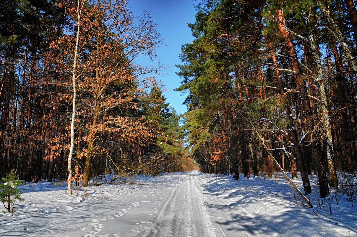 photo "***" tags: landscape, forest, winter