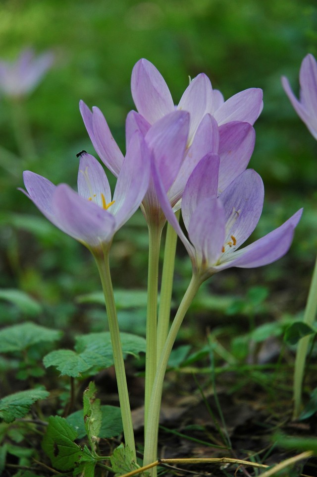 photo "***" tags: nature, flowers