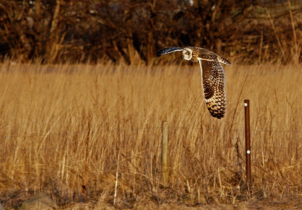 фото "Asio flammeus" метки: природа, дикие животные