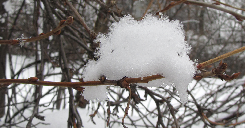 photo "***" tags: nature, macro and close-up, 