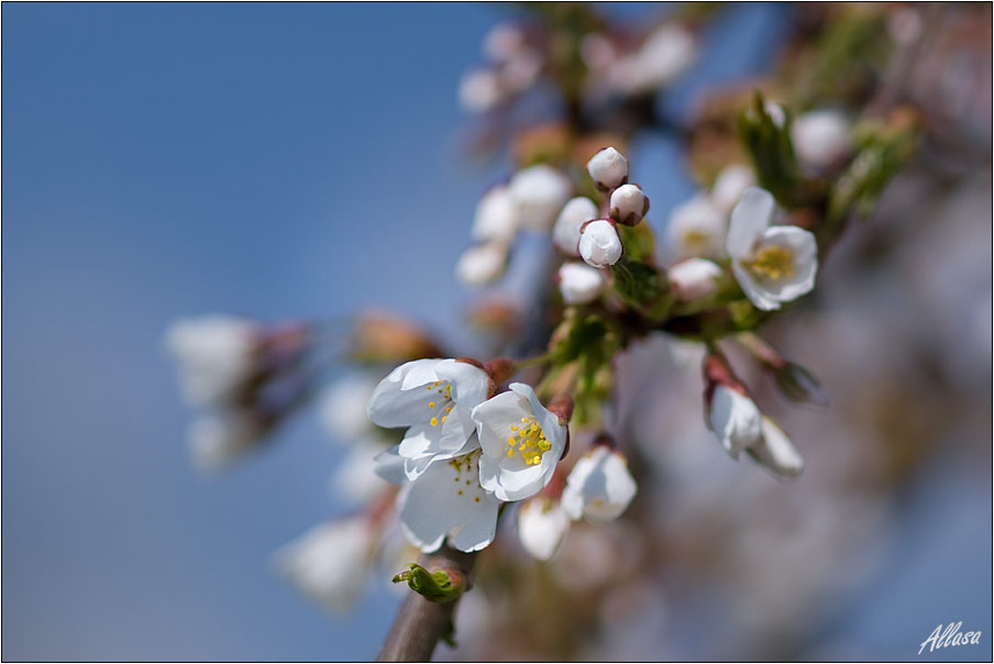 photo "***" tags: landscape, nature, flowers, spring